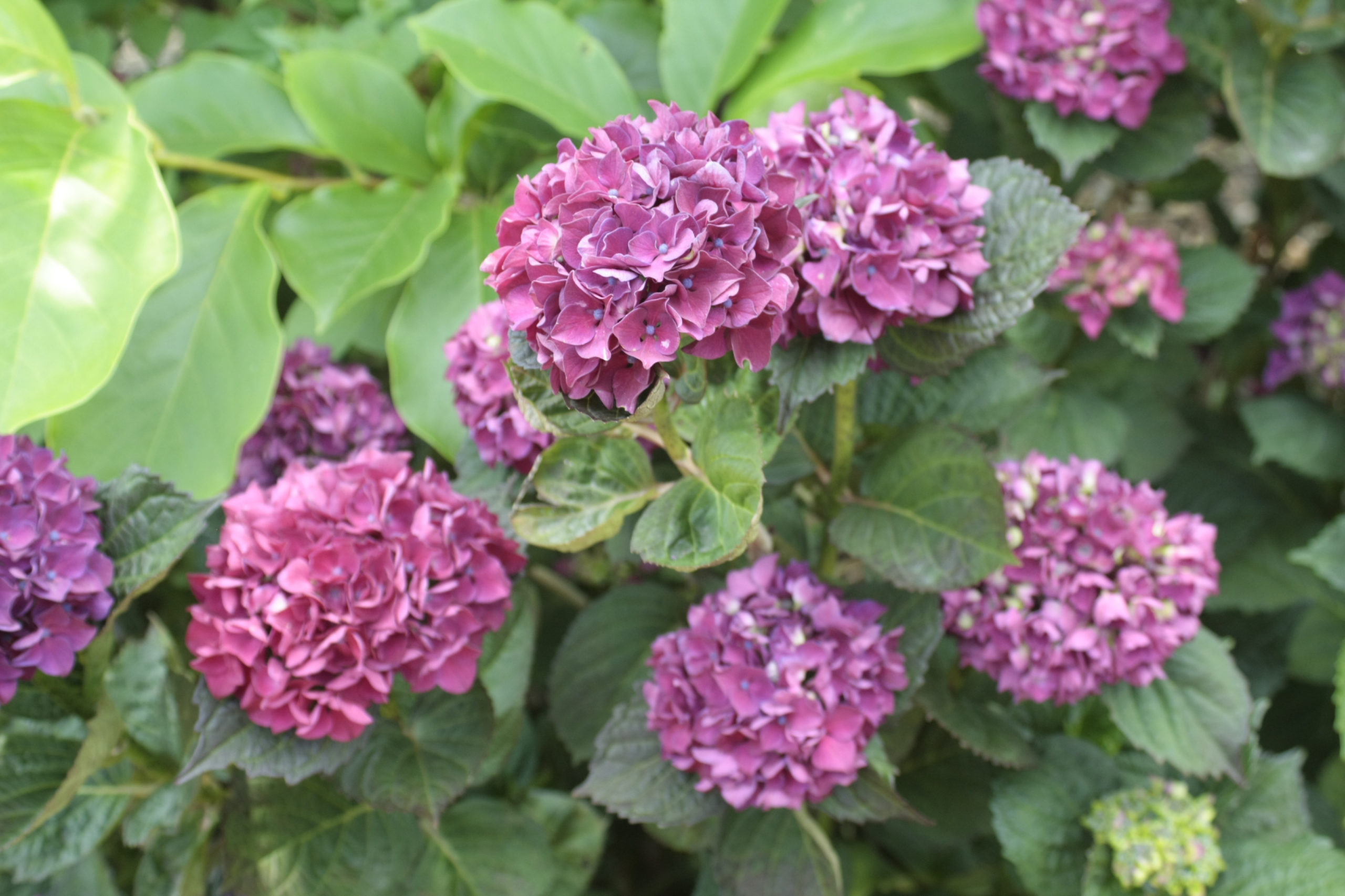 Léto v botanické zahradě začíná – lákají barvy letničkových záhonů, vůně růží i tajemné svatojánské byliny
