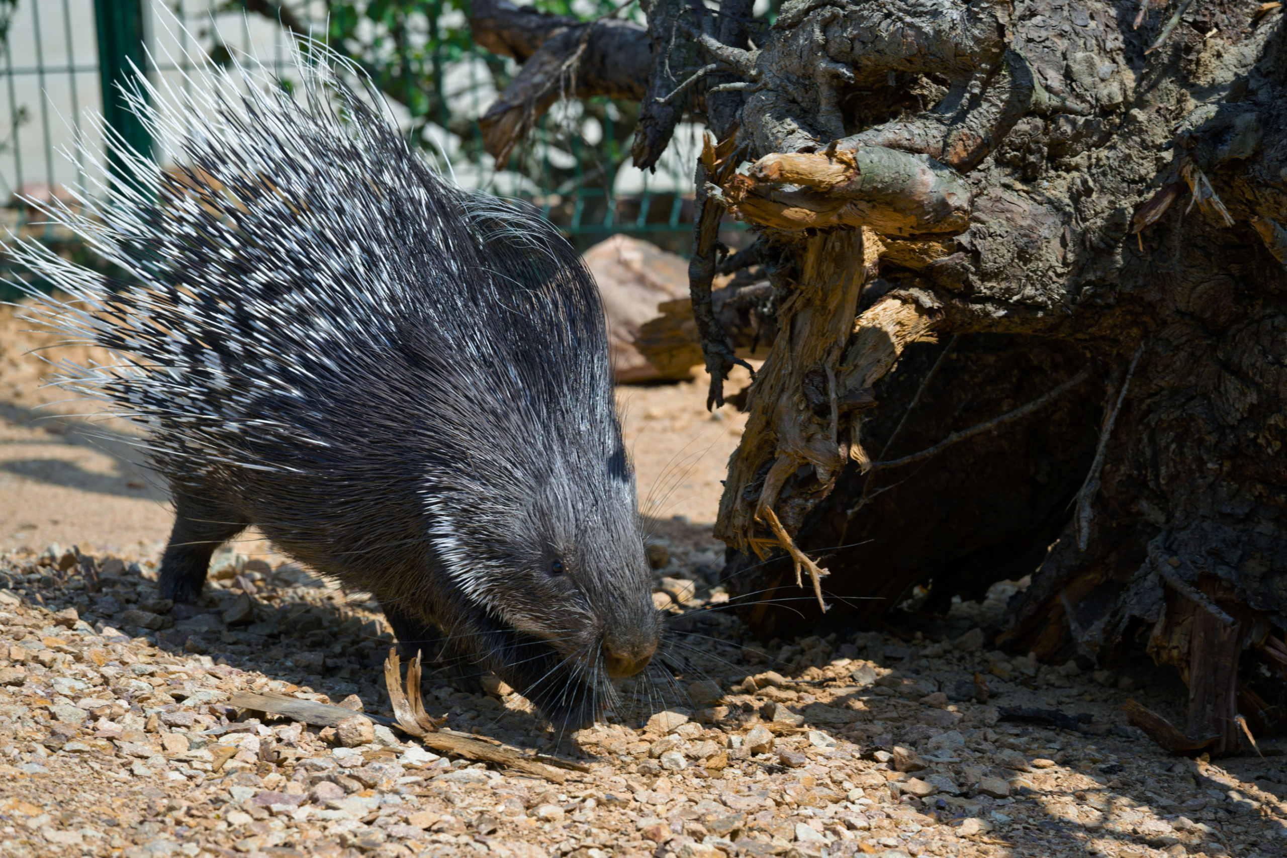 Zoo Praha DNES představila dikobrazy srstnatonosé v nové expozici