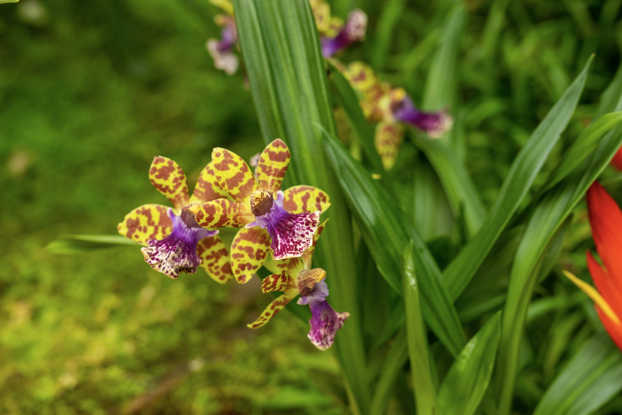 Skleník Fata Morgana v Troji opět rozzáří výstava orchidejí. Začíná už za týden